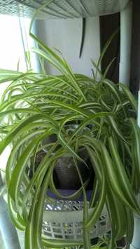 Хлорофитум Chlorophytum