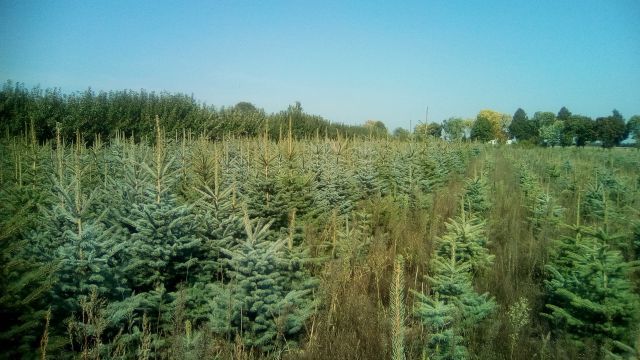 choinka, świerk świąteczny dowozem , Warszawa i okolice, producent
