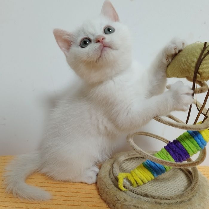 Gatinho para venda