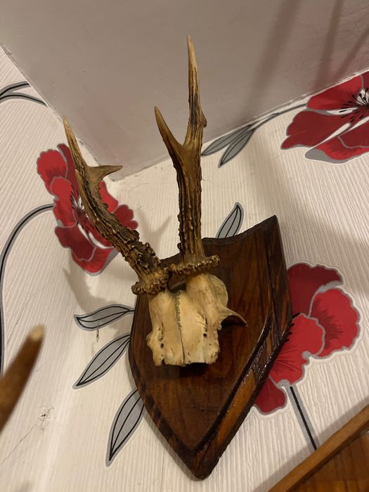 Poroże jelenia małe 26cm