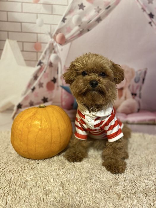 Мальтіпу Тедді тип! Дуже гарний! Мальтипу