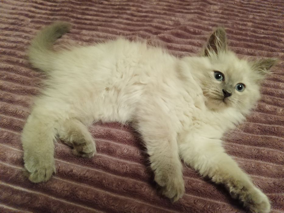 Котята Невские Маскарадные