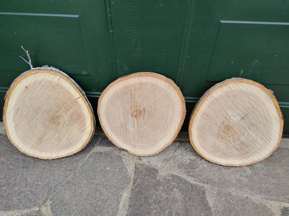 Plastry drewna dębu czerwonego