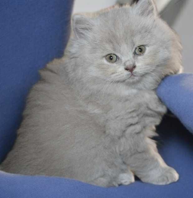 British Longhair lilás com Lop