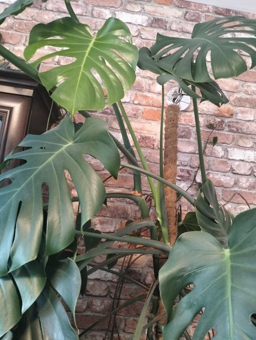 Monstera duże liście