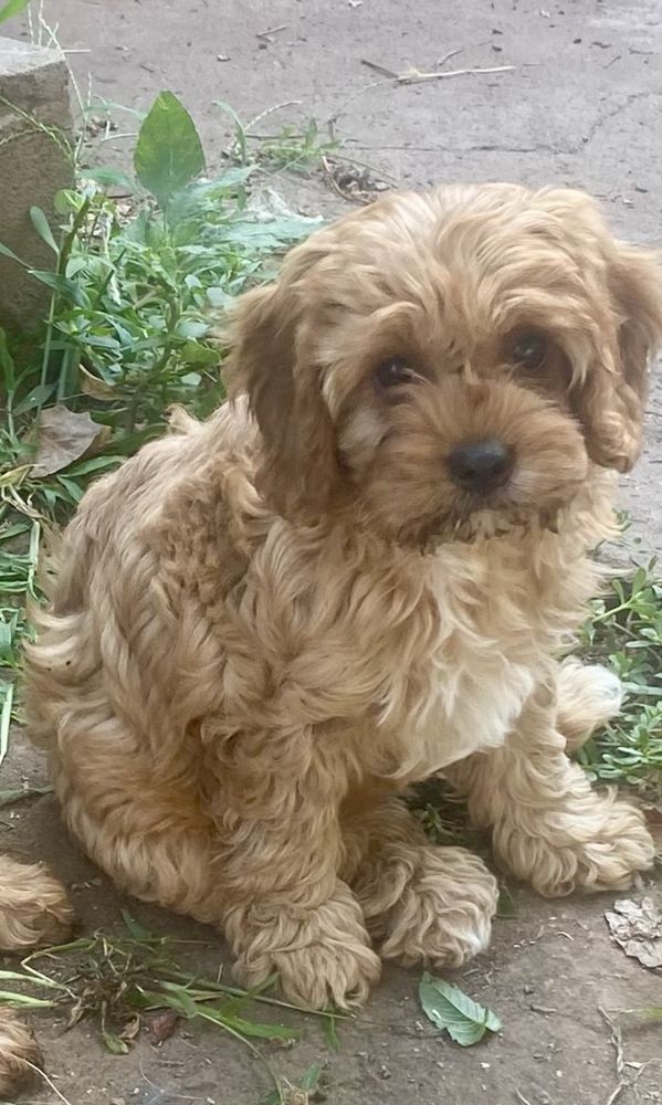 Cavapoo cavapoo ,