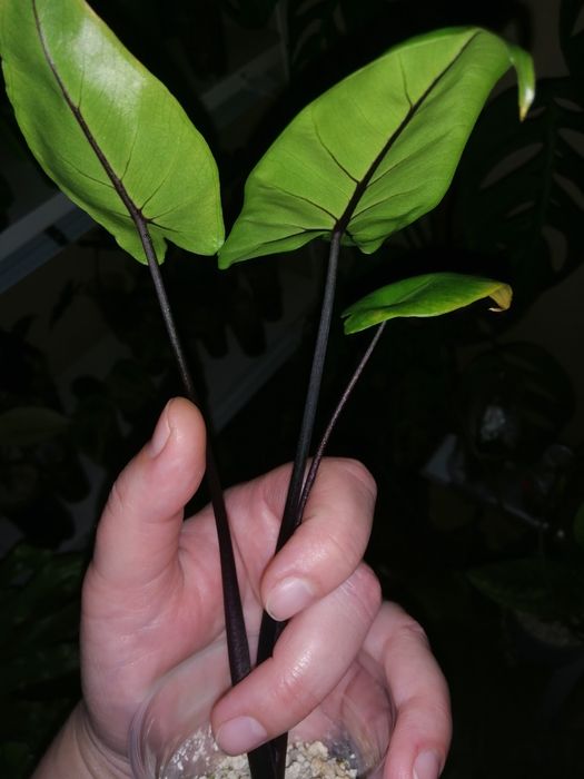 Алоказия много сортов.