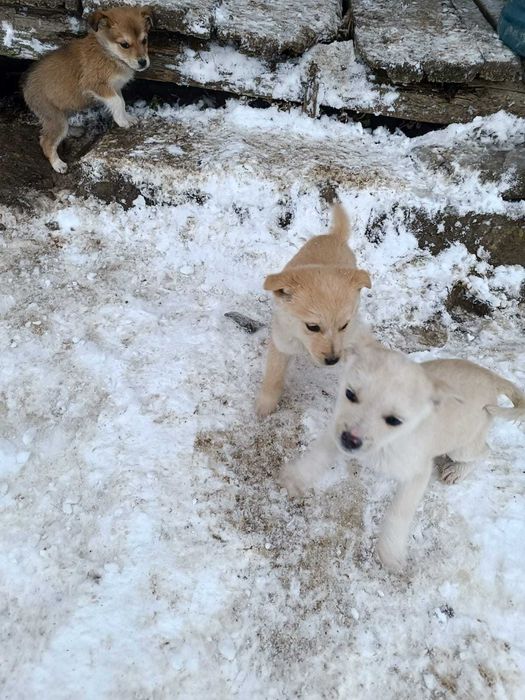 Віддам в добрі ручки . Безкоштовно. Цуценятка. Малі песики. Собаки