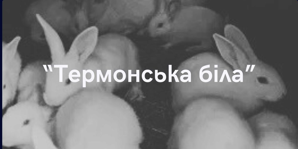 Кролики "Термонська біла"( кролі, кроленята,кріль, термони)