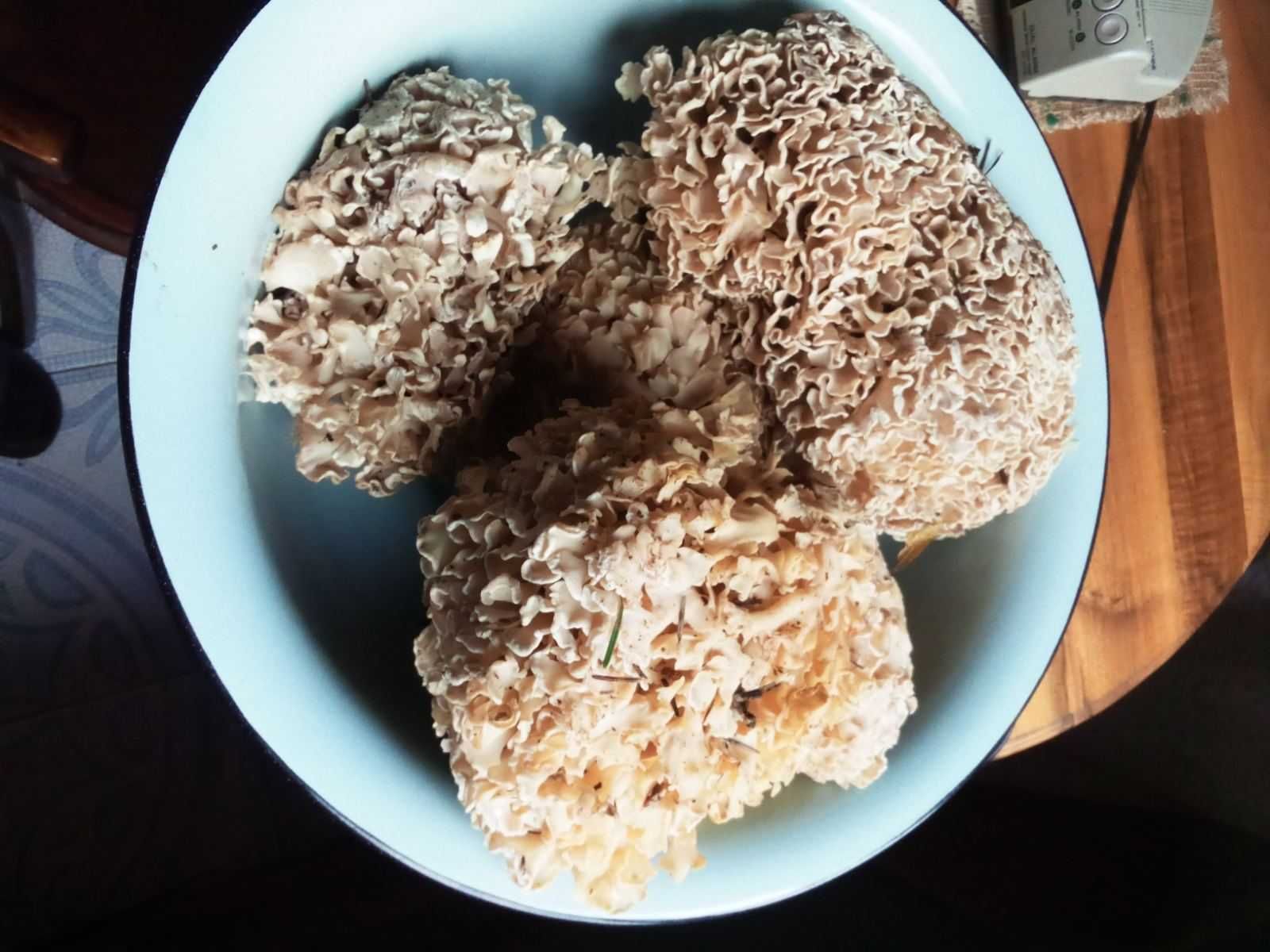 гриб спарасис кучурявий(капуста)