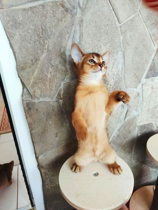 Котята на продажу