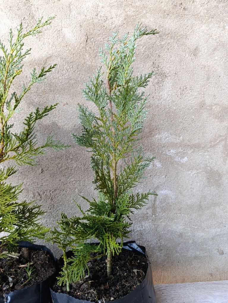 Cyprysik Lawsona 'Alumii' 50 cm