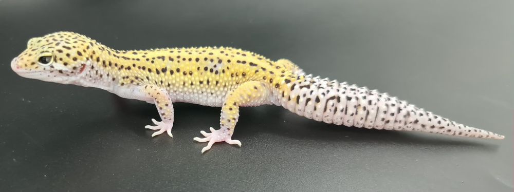 Gekon lamparci Mack Snow Eclipse poss het Tremper