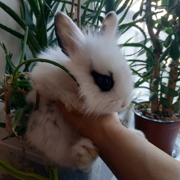 Міні кролики декоративні кролі домашні крольчата клетка