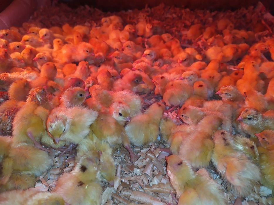 Перепела породы Техасский белый бройлерный