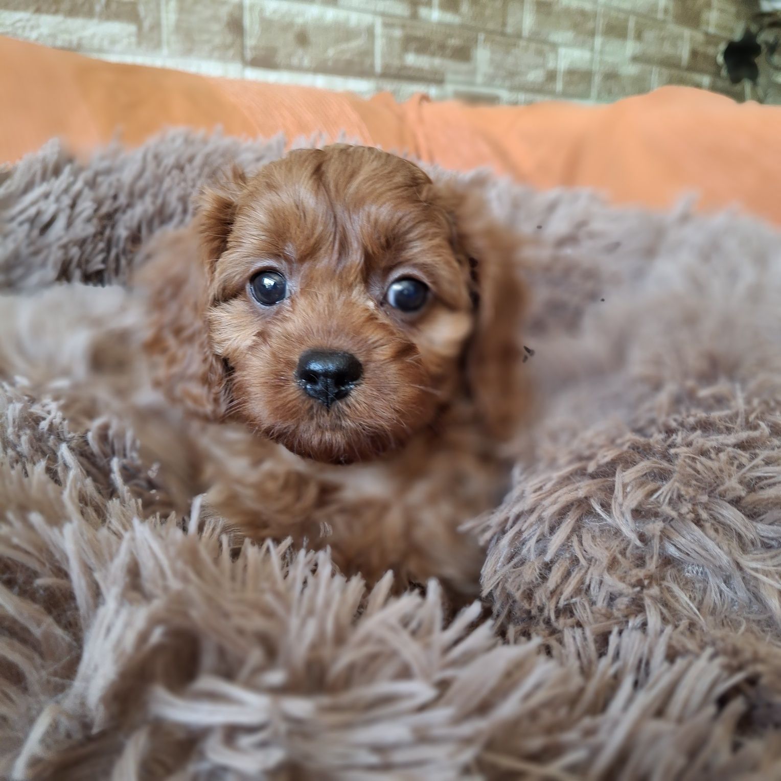 Cavapoo po wszystkich szczepieniach