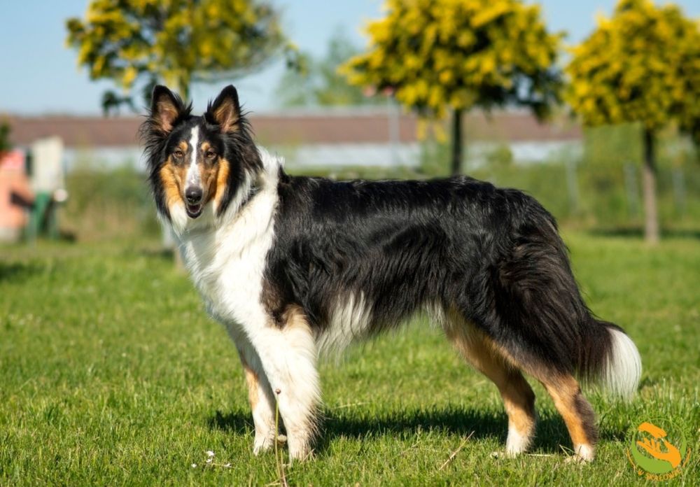 Max owczarek szkocki do adopcji