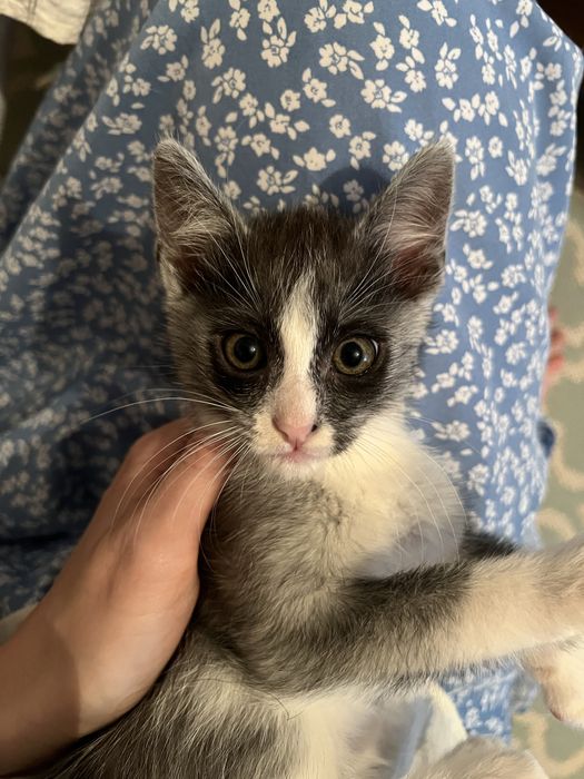 Неймовірні кошенята 3міс хлопці