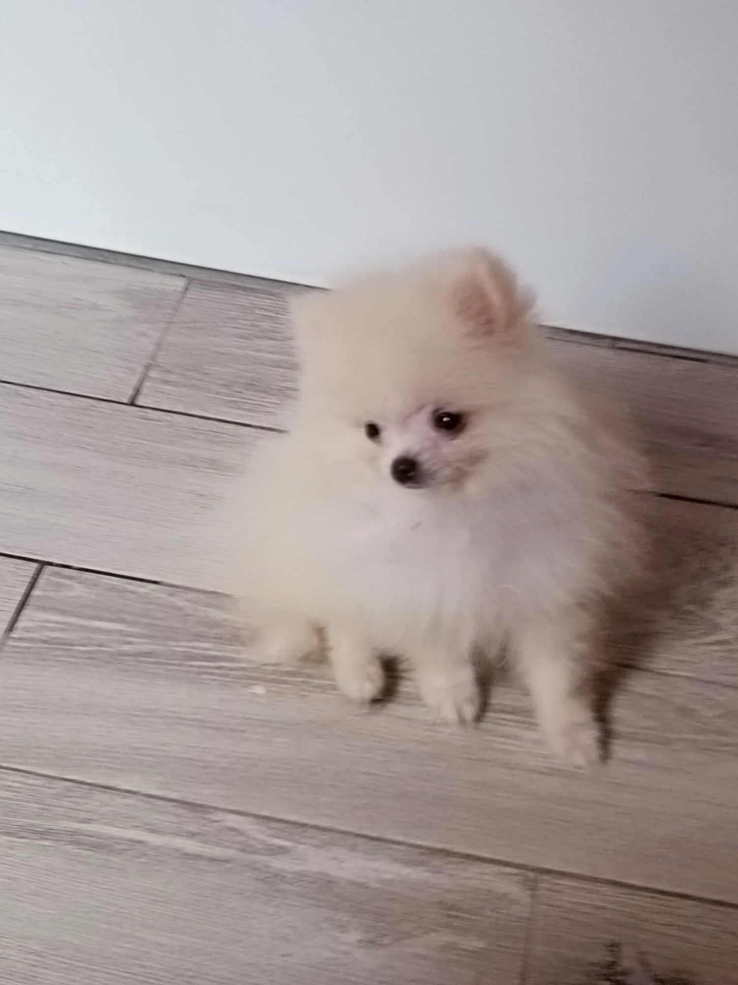 Pomeranian piesek