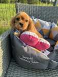 Cavalier King Charles Spalił 3 miesiace