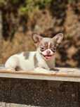 Fabulosa Miniatura Fêmea Chihuahua  Pêlo Curto