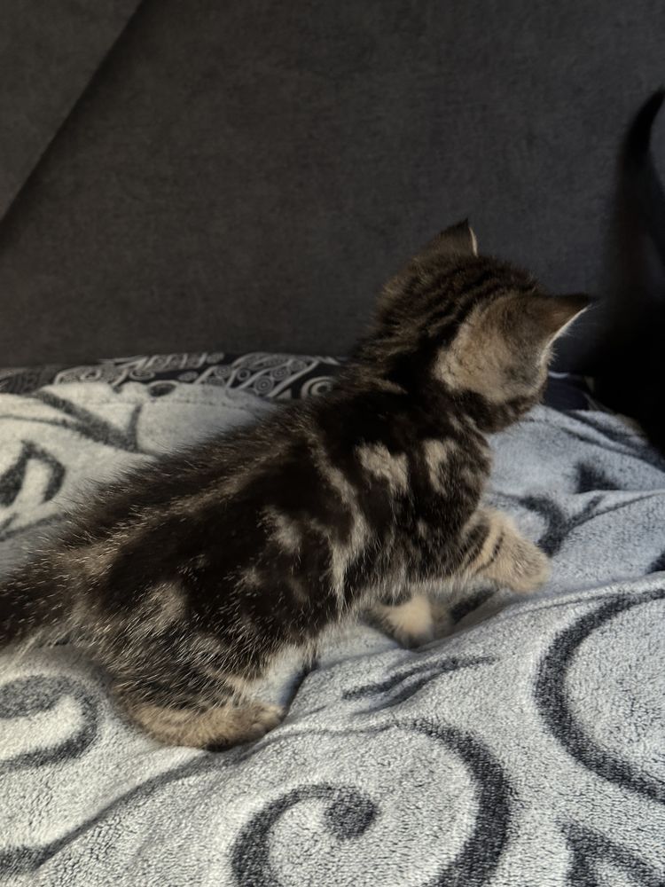 Шотландські котята