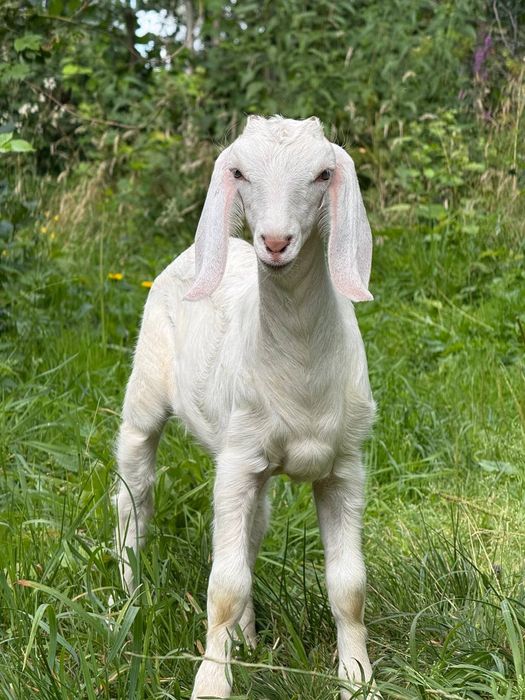 Козенята англо-нубійські