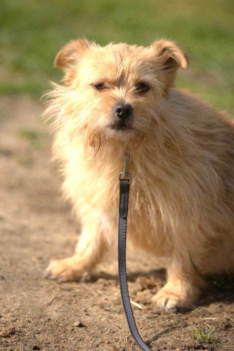 Malutka, delikatna, cudna sunia potrzebuje domku