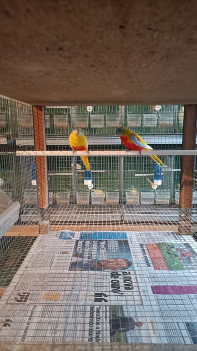 Neophemas Turquoisines