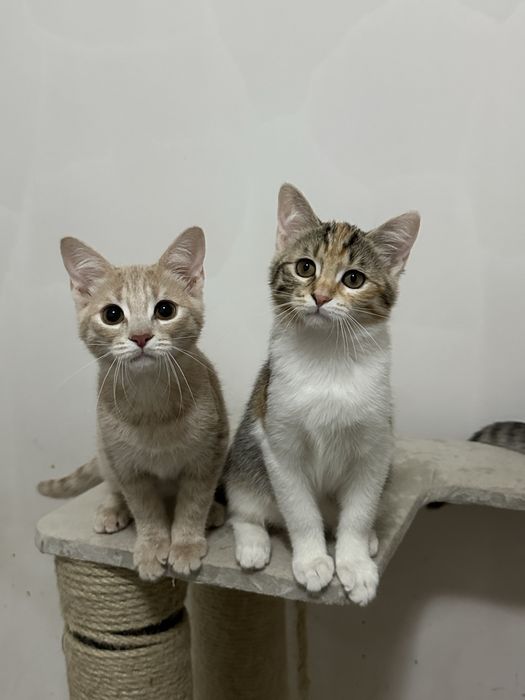 Кошеня Дейзі шукає люблячий дім