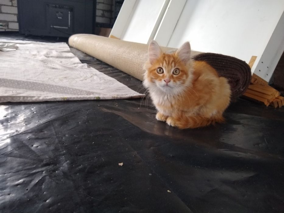 Кошенята в добрі руки