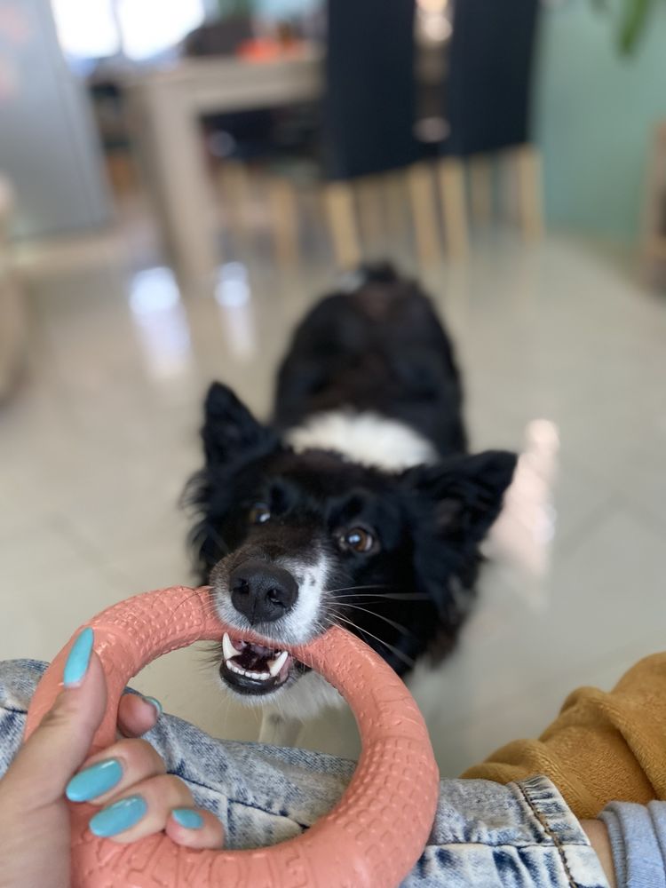 Szczeniak Border Collie piekny miot