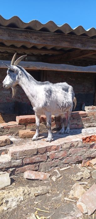 Продается коза в селе Шебелинка