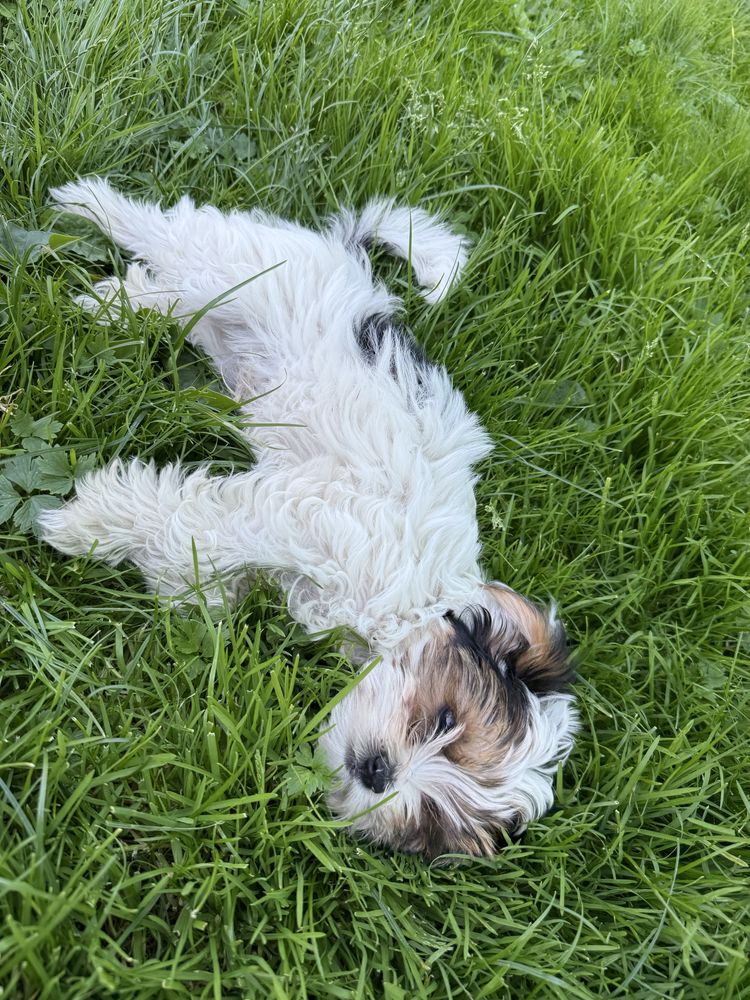 Piękny York terrier Biewer Pies Yorkshire metryka rodowód wyprawka
