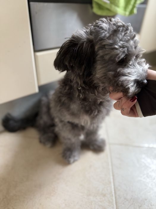 Собака метис мальтезе и йорка