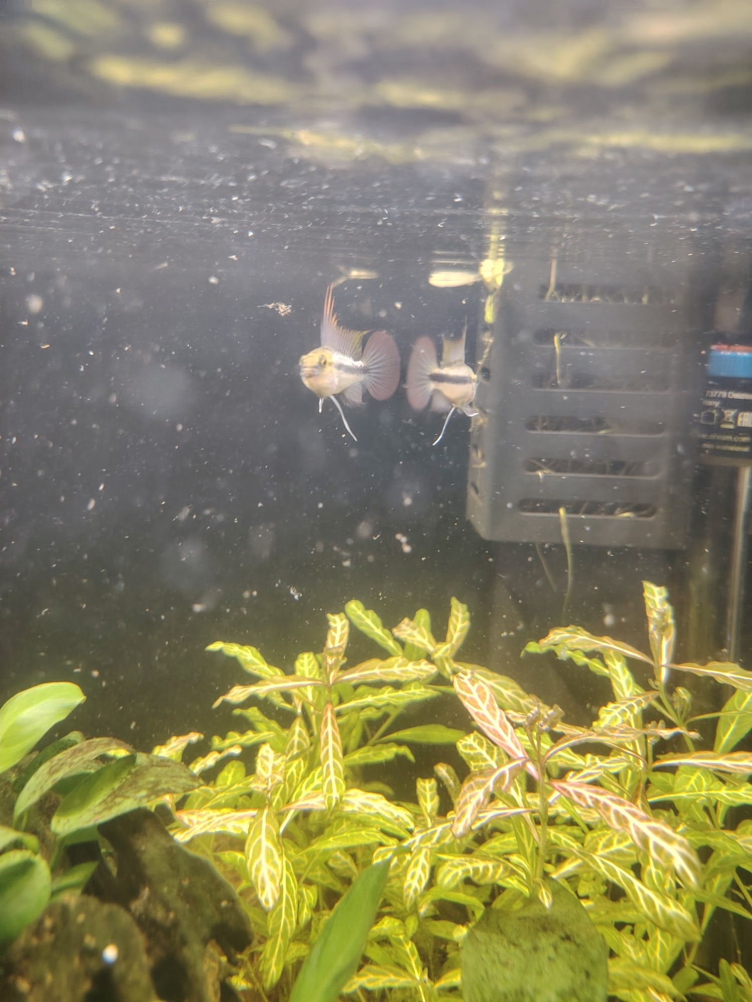 Apistogrammas trifasciata