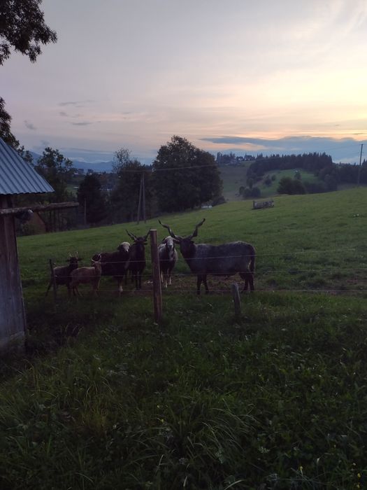 Owca baran raczka węgierska