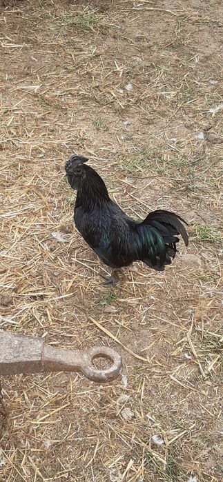 Koguty ozdobne w typie Ayam Cemani