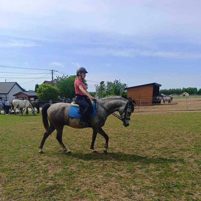 Arabek szuka nowego właściciela