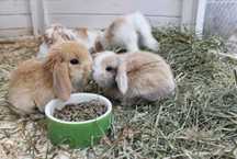 KIT Coelhos anões mini Lop(orelhudos) lindíssimos e muito dóceis