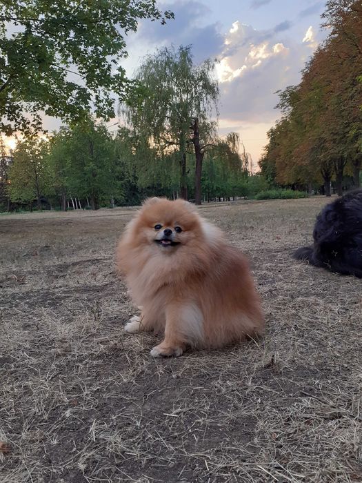 Вязка собак шпиц