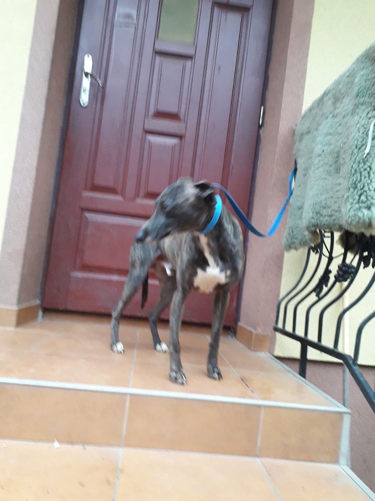 Chart angielski whippet pies