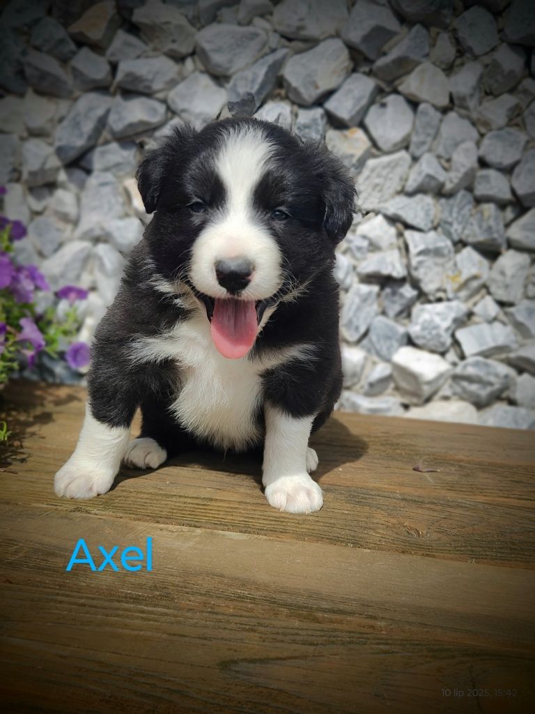 Border collie cudowny piesek, przebadani rodzice