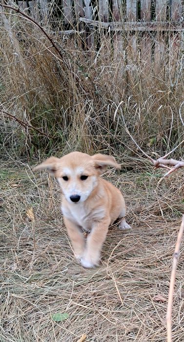 Дві  красунечки шукають люблячих хозяїв.Стерилізацію гарантуємо.