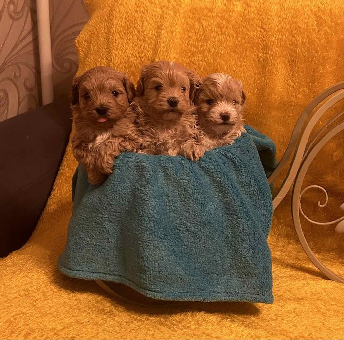 Щенки породы мальтипу f1 мальчики и девочки