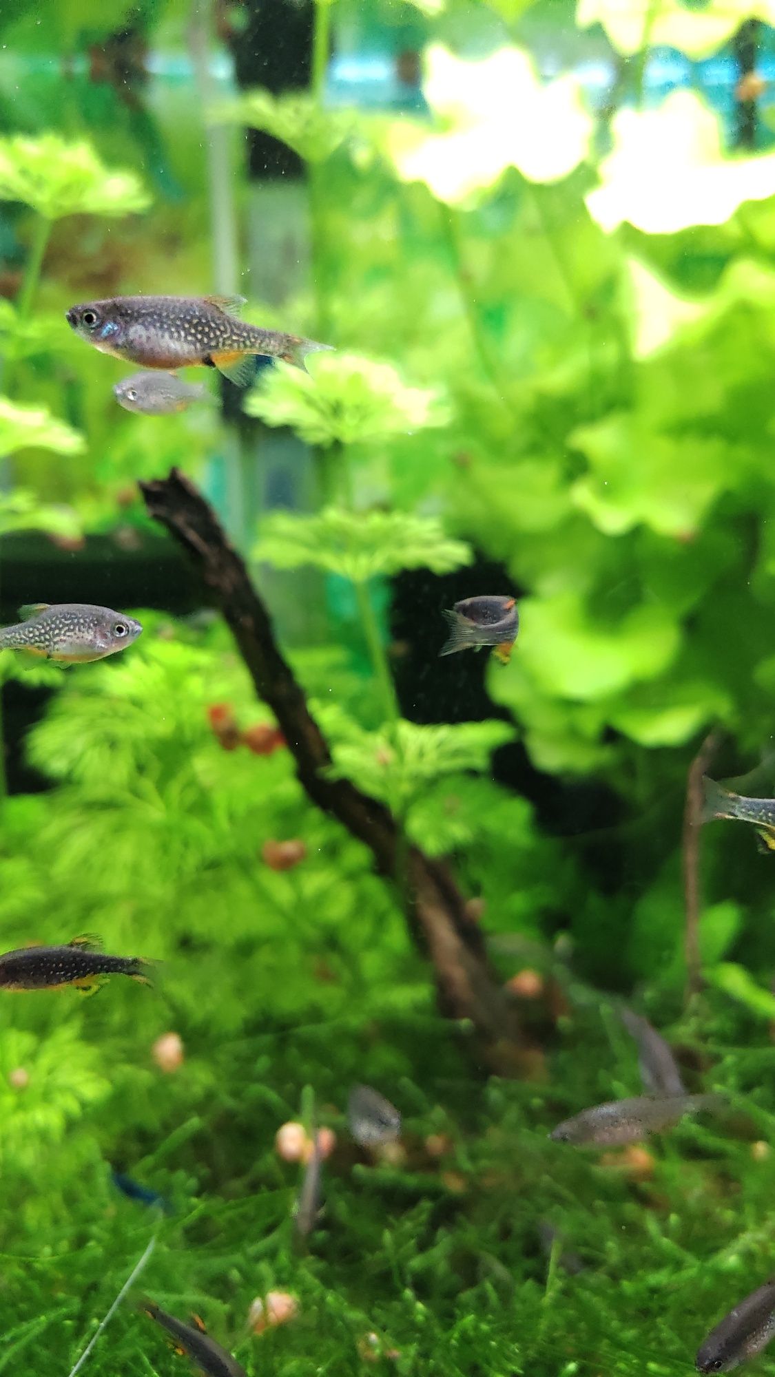 Vendo Rasbora Galaxy