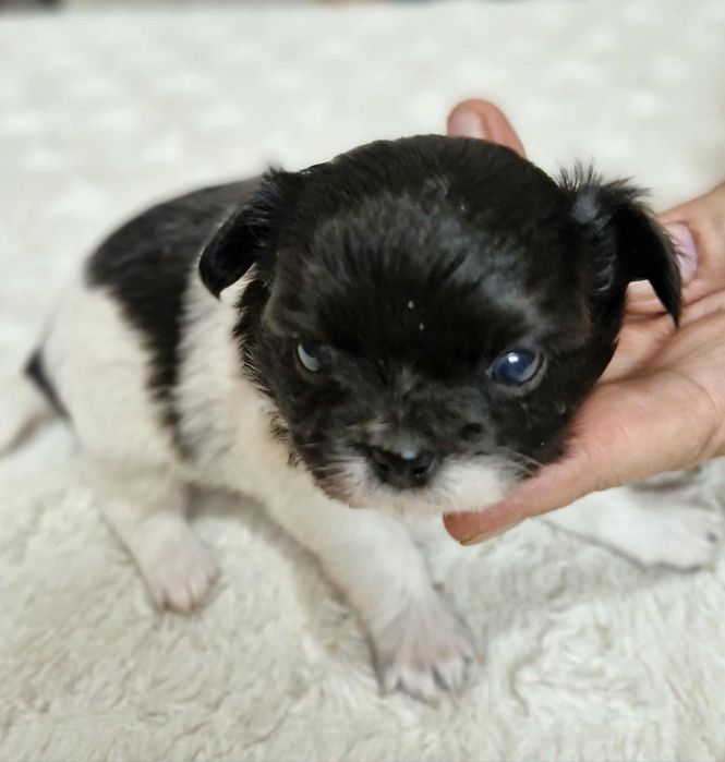 Chihuahua  mini dziewczynka długowłosa Wifika