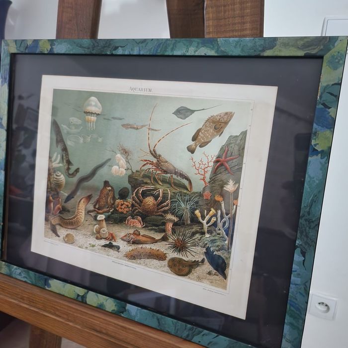 Zabytkowa grafika XIX wiek prezent dla akwarysty akwarium