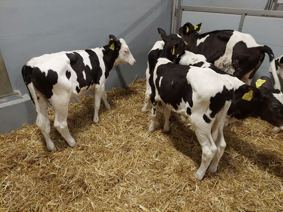 Jalowki hf odchowane Polskie