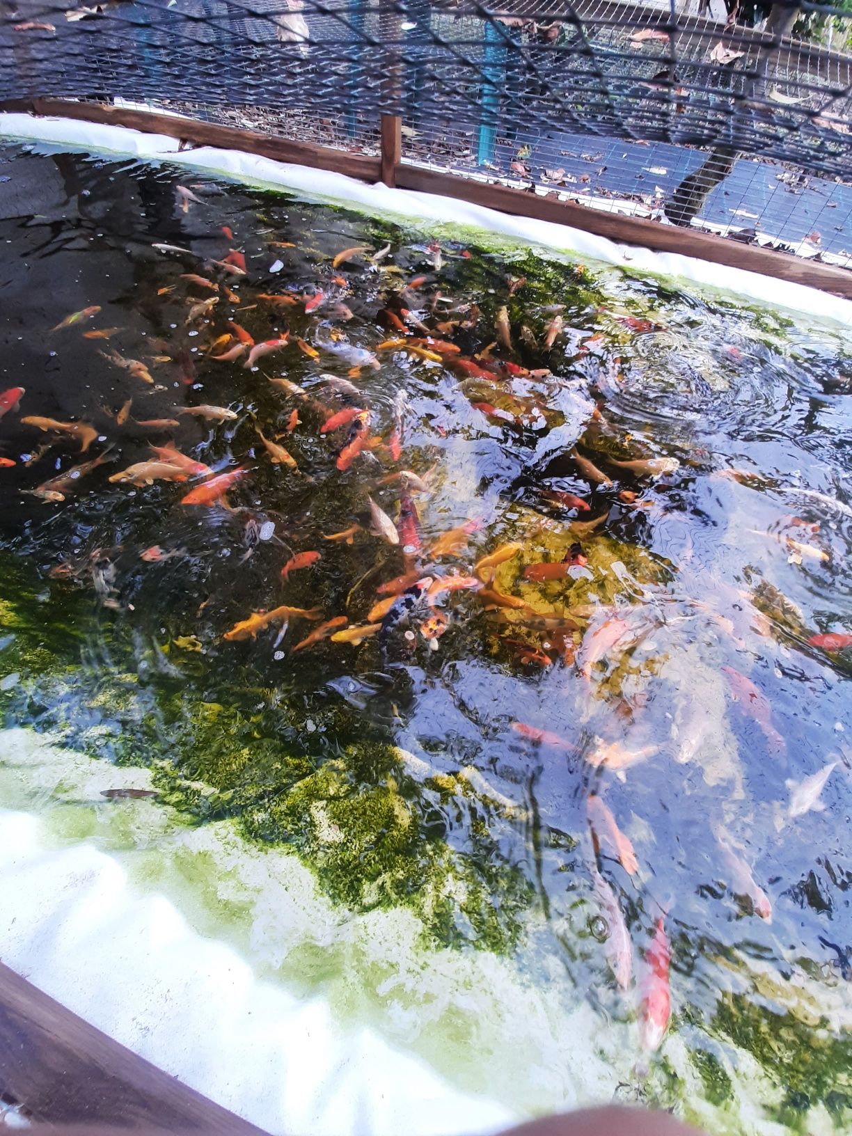 Carpas Koi venda